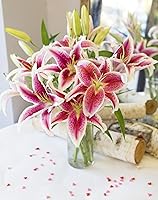 Vista 2 de Stargazer Ramo de lilies, 8 tallos