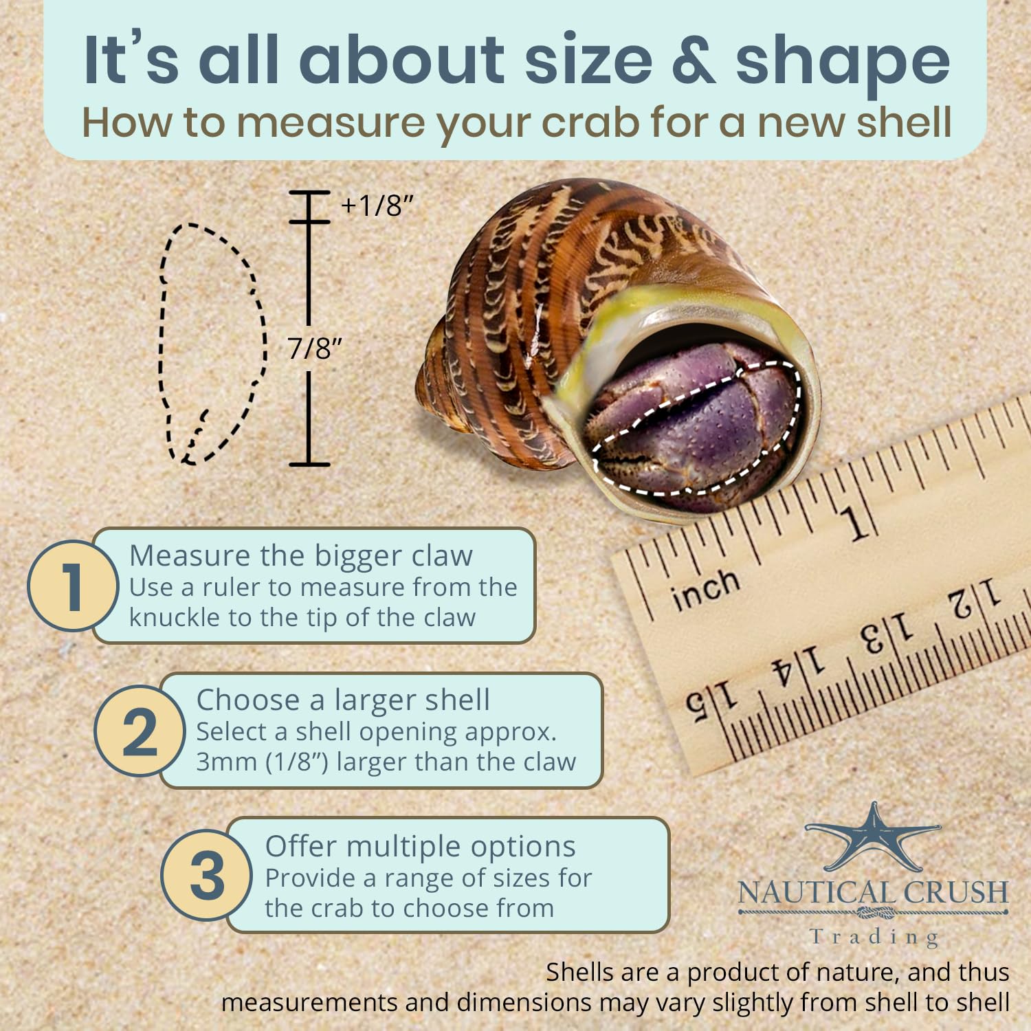 Hermit Crab Shells - Turbo Shells for Decor & Crafts -6