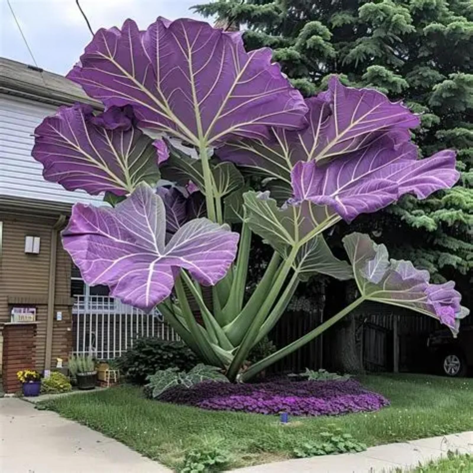 Giant Elephant Ear Plant-Gorgeous/Ornamental/Potted/Plants/Rhizome/Resistant/Bedding-Elephant Ear Bulbs-G-3 Bulbs