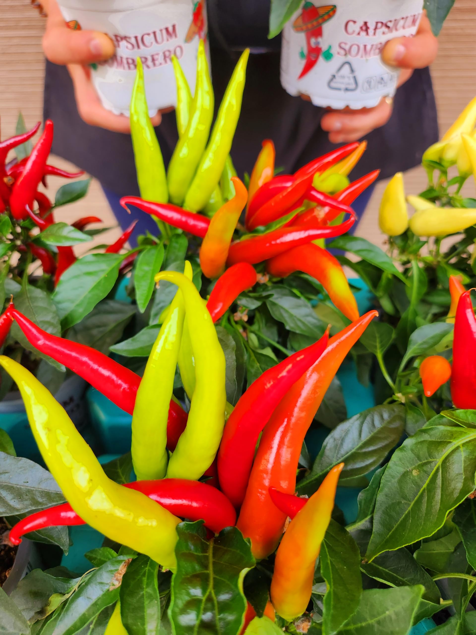 POWERS TO FLOWERS - PEPERONCINO ORNAMENTALE MIX, CAPSICUM, 6 PIANTE, VASO 11cm DIAMETRO, piante vere