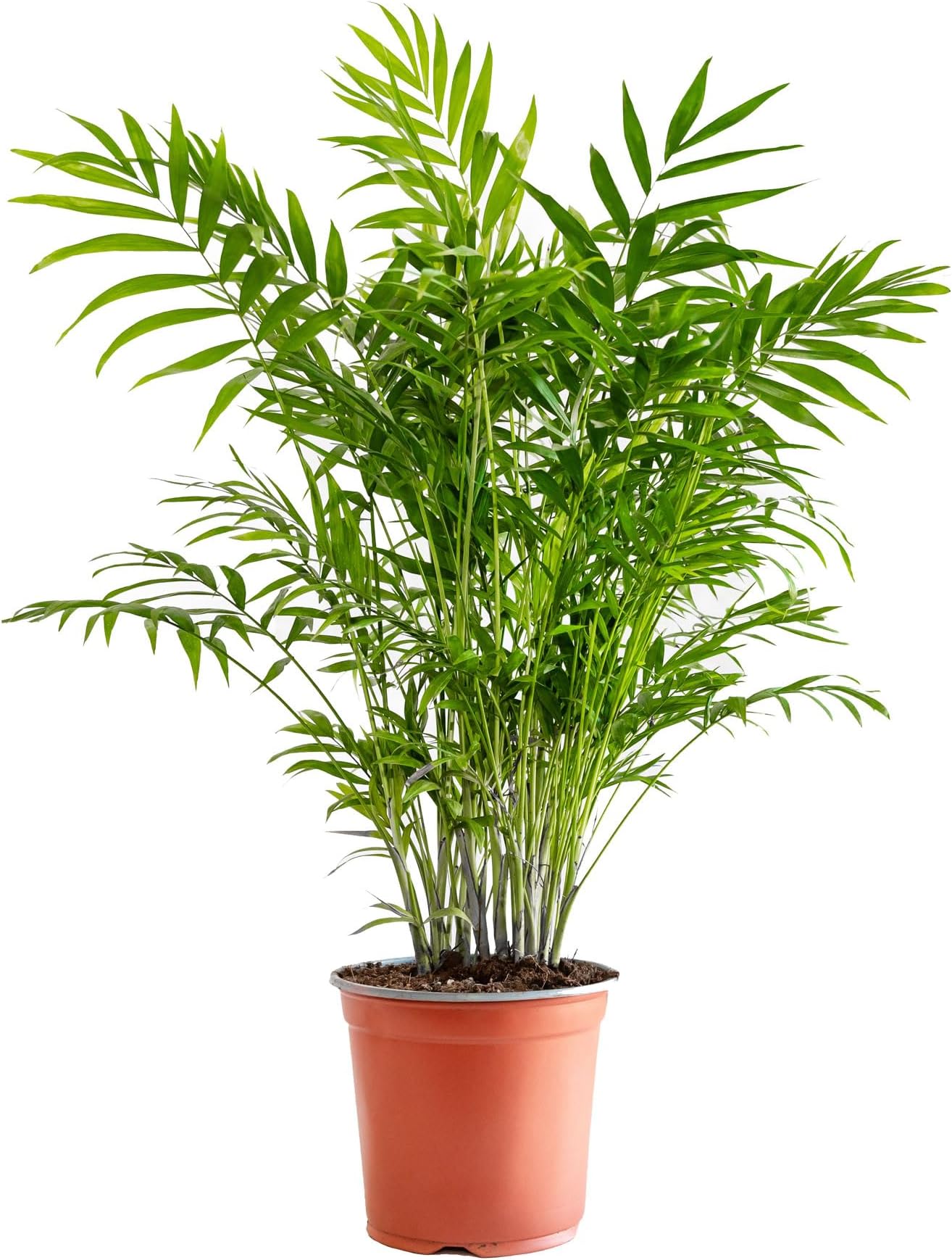 Palma Dorata (Areca) 20-30 Cm – Pianta Da Interno Per Ufficio E Casa, Vaso 13 Cm