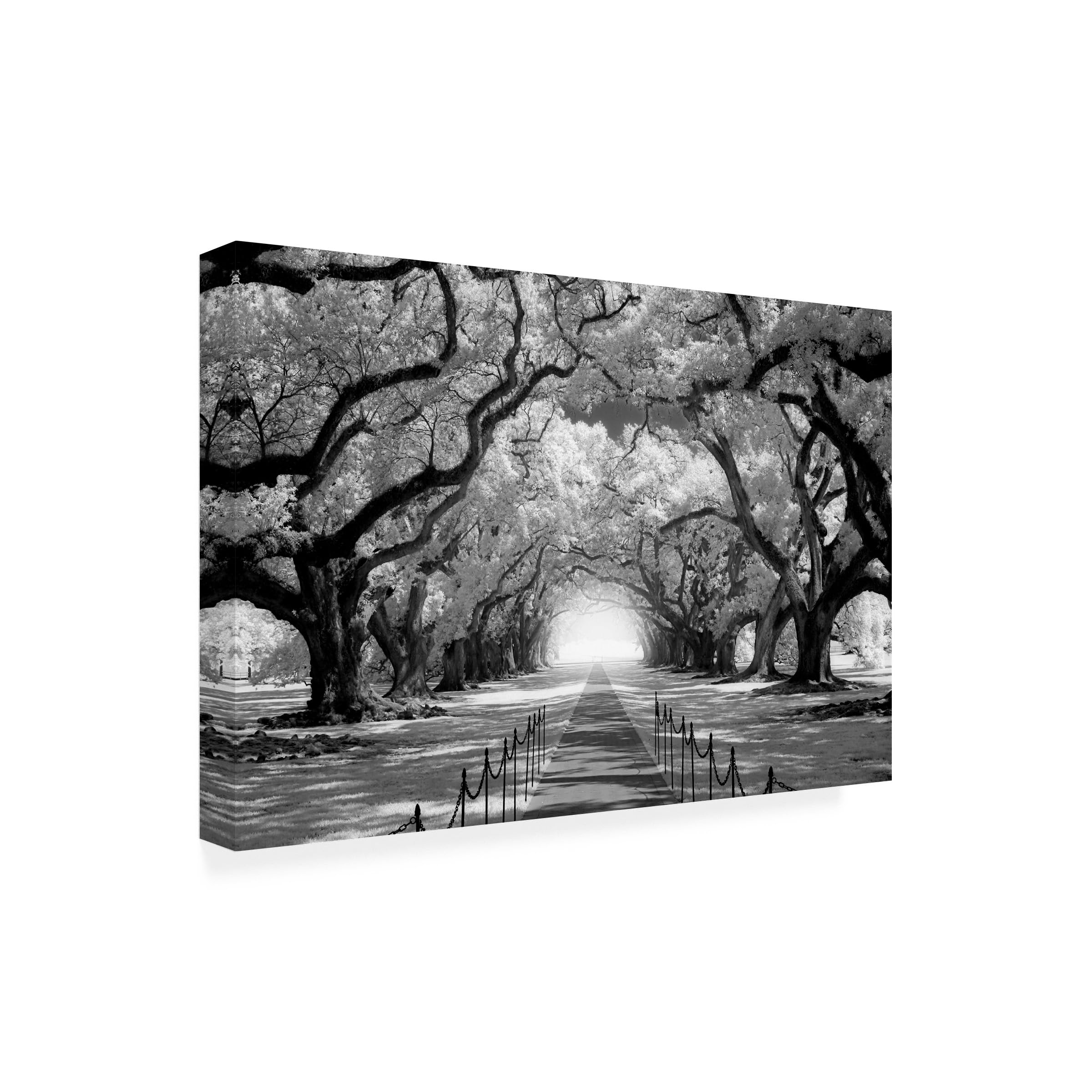 Wrapped Canvas Wall Art - Mike Jones Photo Oak Alley inf CHECK Wall Art for Living Room Bedroom