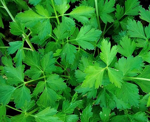 600 semillas de perejil italiano de hoja plana verde oscuro para plantar reliquia no transgénico 004oz de semillas de jardín vegetales a granel de