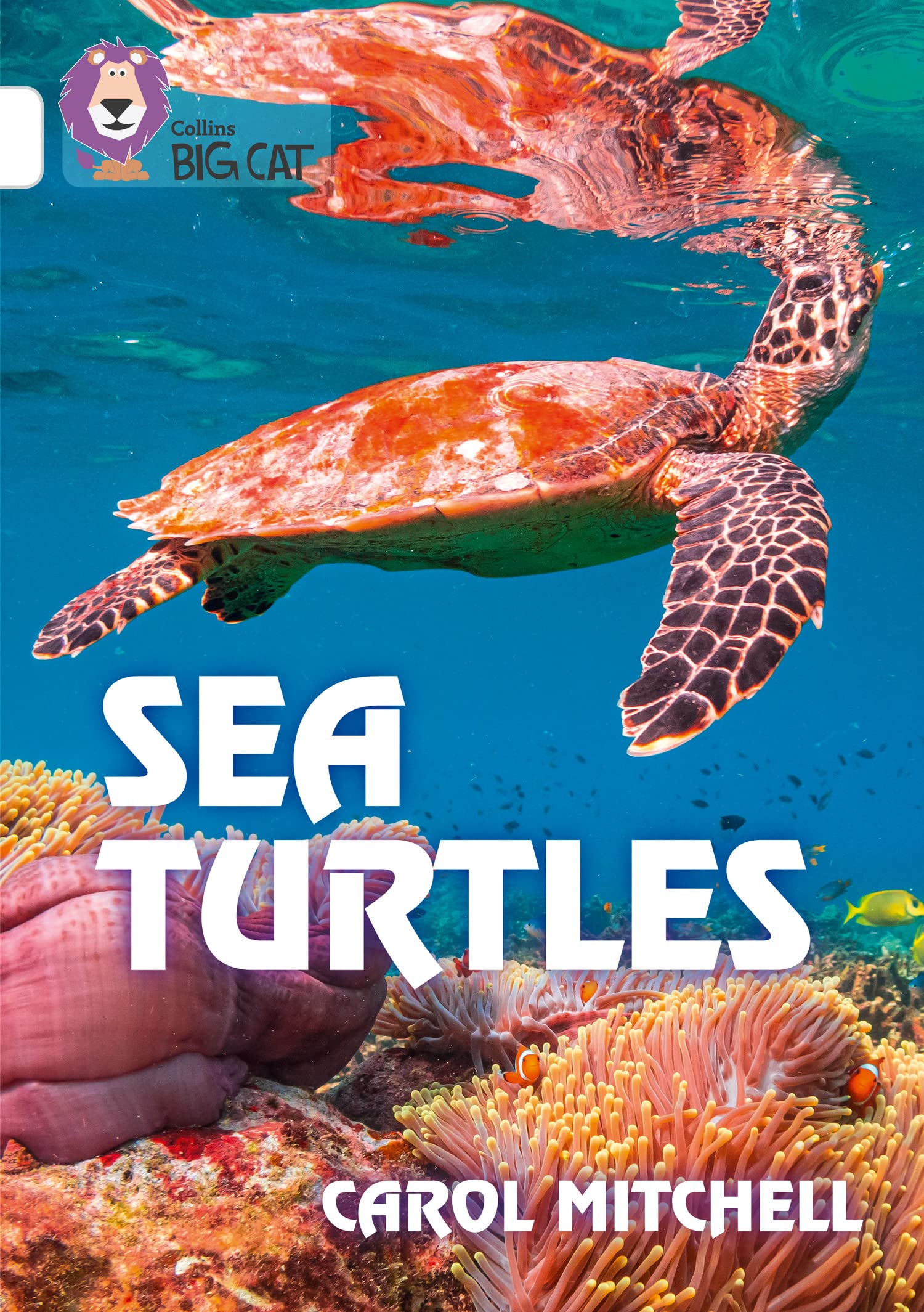 Sea Turtles Band 10/White by Carol Mitchell (Paperback Book)