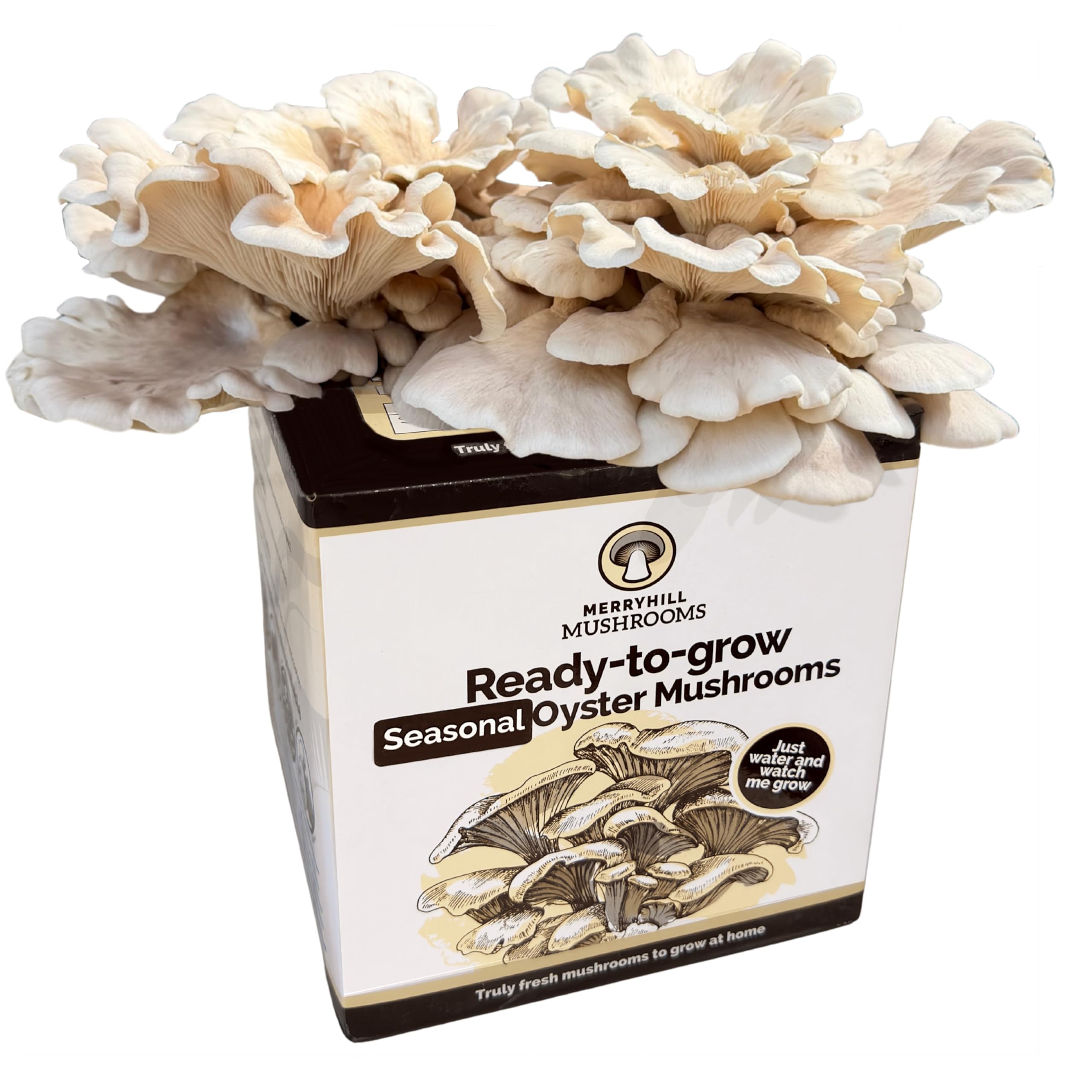 Ready Growing XL Summer Oyster Mushroom Growing Kit | British Native, Easy to Grow, Perfect Indoor Gardening Gift, Large Yield | Fun to Grow, Gourmet Mushroom | Grow Your Own Kits | Multiple Crops