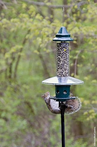 Vista 12 de Squirrel Buster Plus - Comedero para pájaros a prueba de ardillas con anillo cardenal y 6 puertos de alimentación, capacidad de semillas de 5.1