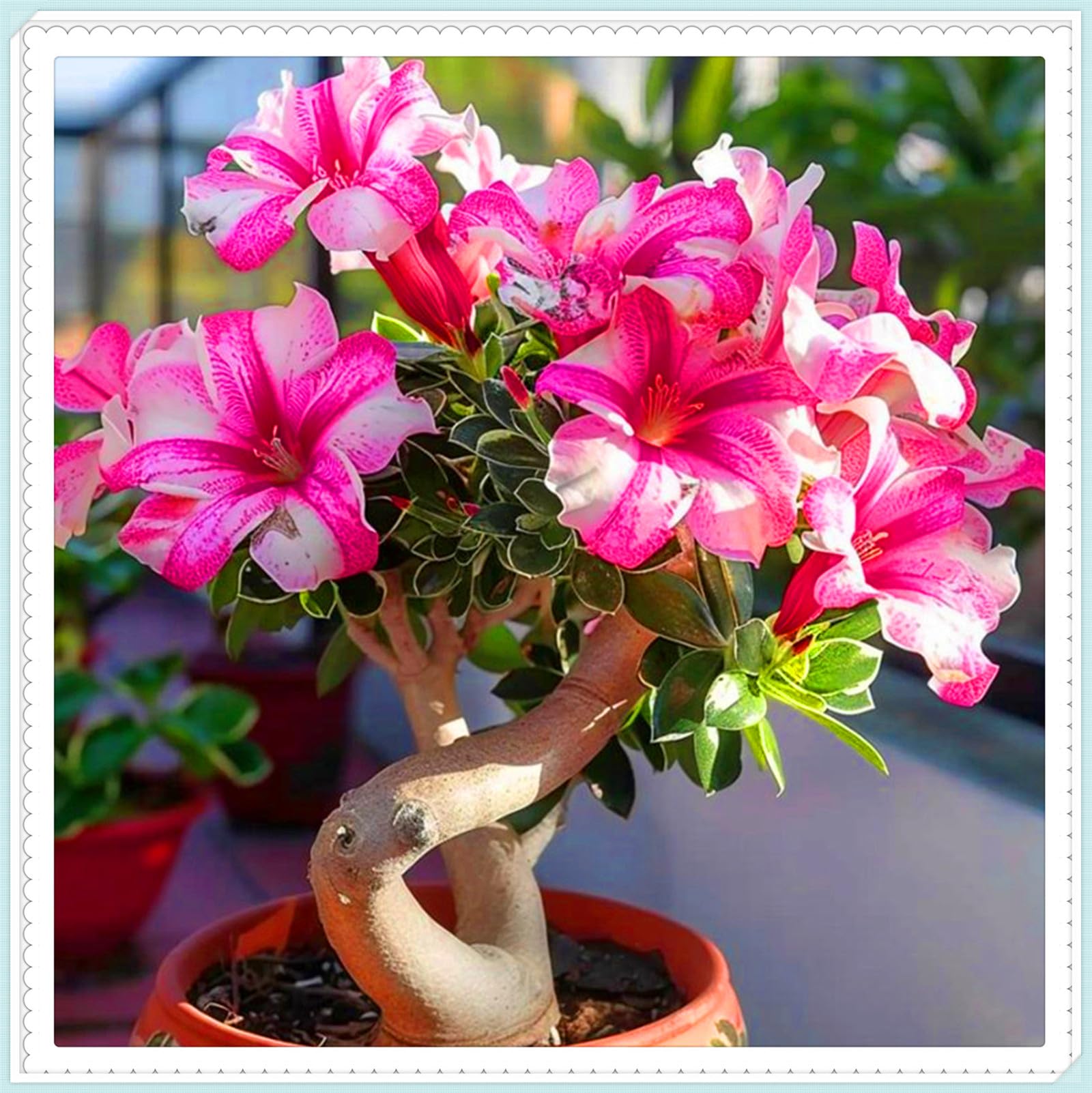 Drought-Tolerant Desert Rose Tubers & Perennial Plants, Cold Hardy Varieties Flowering All Year, Great for Planting and Beautiful Garden Displays-3bulbs-D — image 1