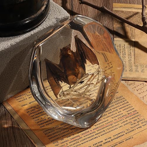 Miniatura 51 de Espécimen de esqueleto de murciélago real en resina para educación científica en el aula, gran regalo para fanáticos de la taxidermia, cráneo