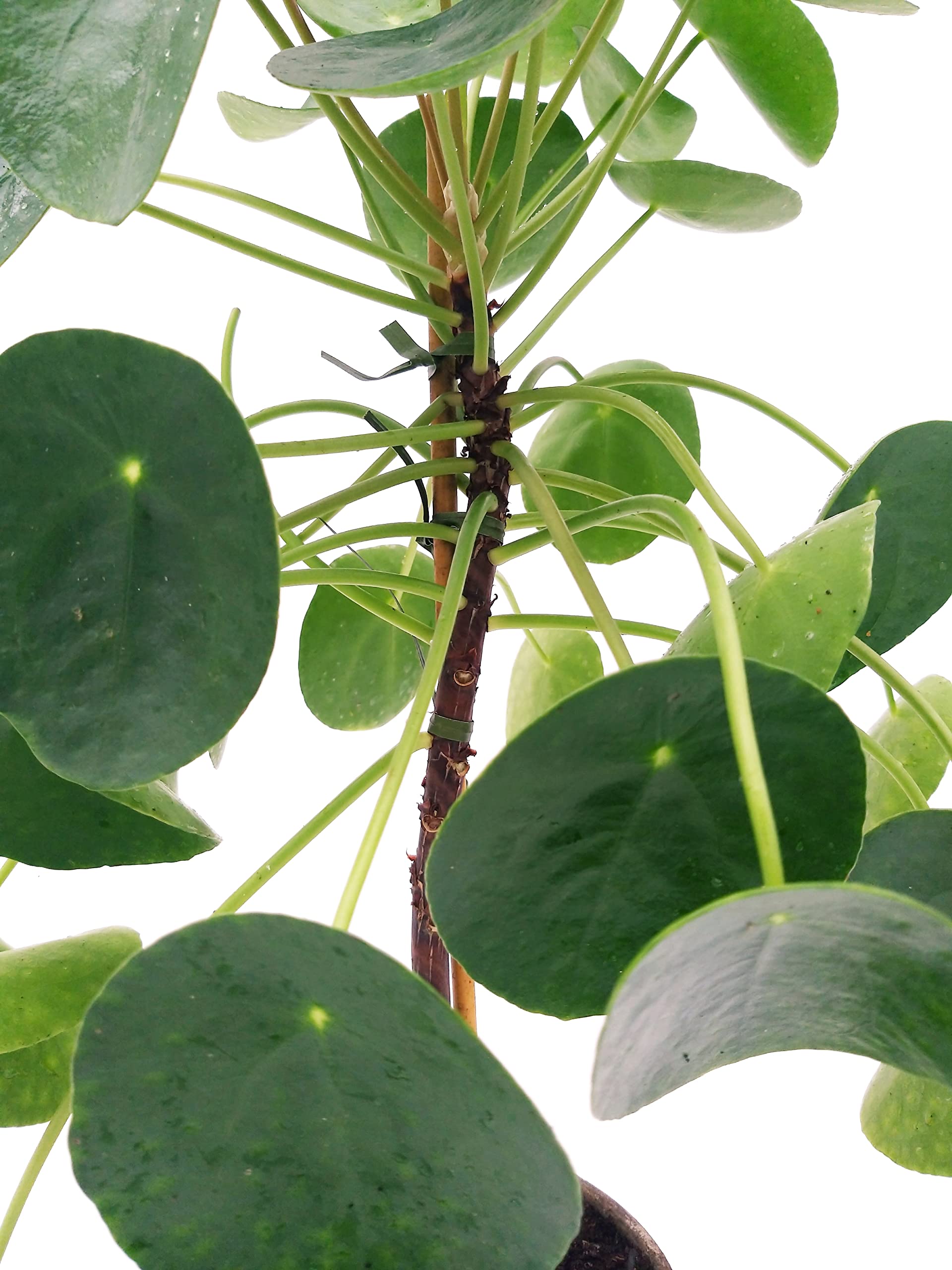 POWERS TO FLOWERS - PILEA PEPEROMIOIDES ESEMPLARE, ALTEZZA 60/70CM, VASO DECORATO 16cm DIAMETRO, pianta vera
