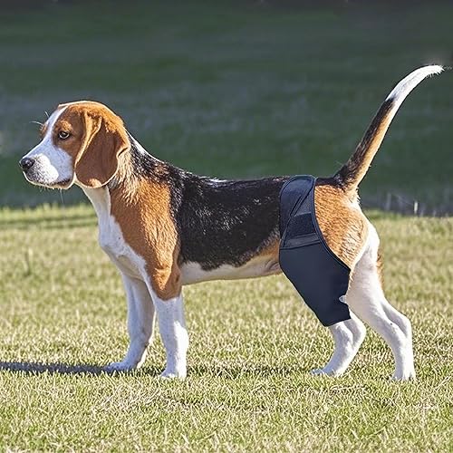 Miniatura 6 de Rodillera para perros, soporte de dislocación ajustable para la cadera, mantiene las articulaciones calientes y estabilizador, alivio del dolor,