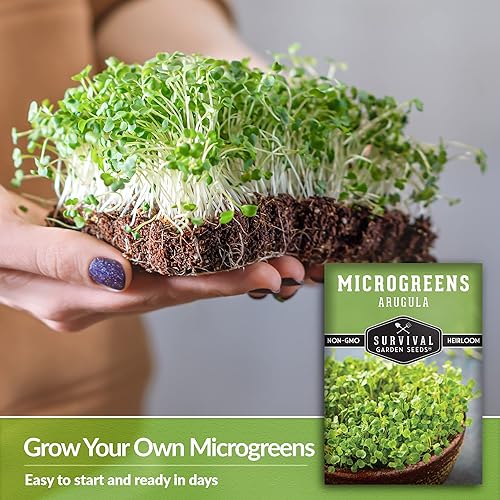 Miniatura 9 de Survival Garden Seeds Microverdes de rúcula para germinar y cultivar - 2 paquetes - Brotan plantas vegetales verdes de hojas en interiores - Cultiva