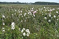 Vista 9 de Semillas Malvavisco (Althaea Officinalis) Hierbas medicinales tradicionales sin OMG