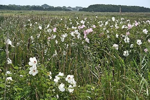 Miniatura 8 de Semillas Malvavisco (Althaea officinalis) Hierbas perennes medicinales para plantar herencia sin OGM