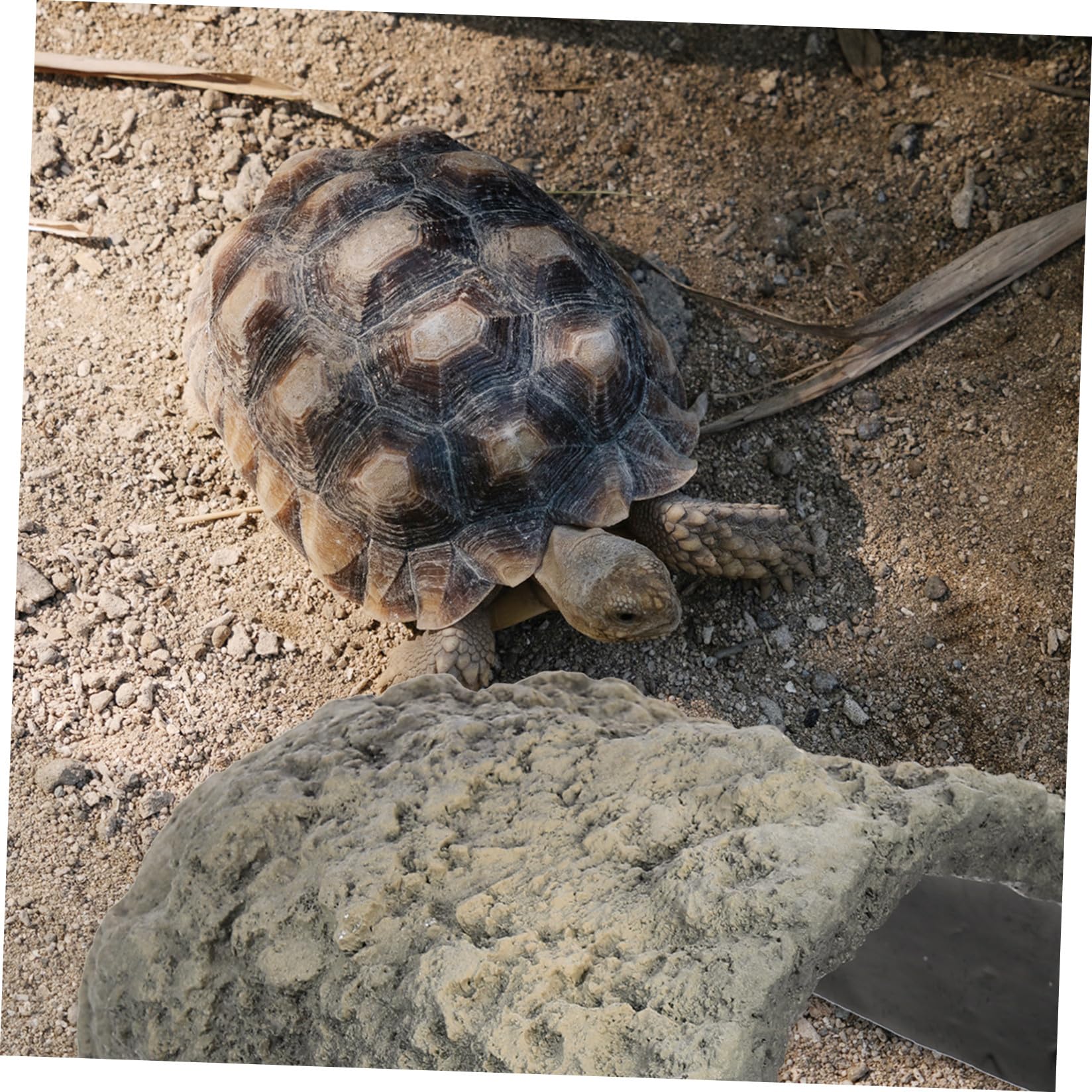 Healifty Eidechsenhöhle aus Kunstharz, Schildkrötenunterstand, Reptilienverstecke und Höhlen, dekorative Dekoration für Terrarium und Reptilienbecken