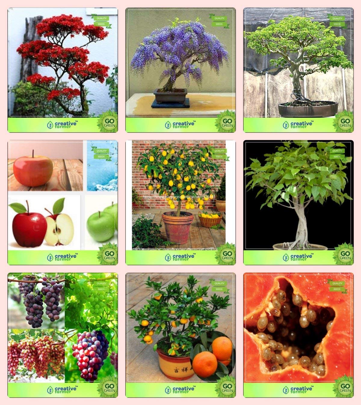 OhhSome Bonsai Suitable Seeds : Seeds For Indian Climate Combo Gulmohar, Jacaranda, Albizia Saman, Applelemon,Ficus Religiosa,Grape,Orange,Papaya Garden Seeds Pack By Creativefarmer - Eco (B07XXSCH5K) Amazon Price History, Amazon Price Tracker