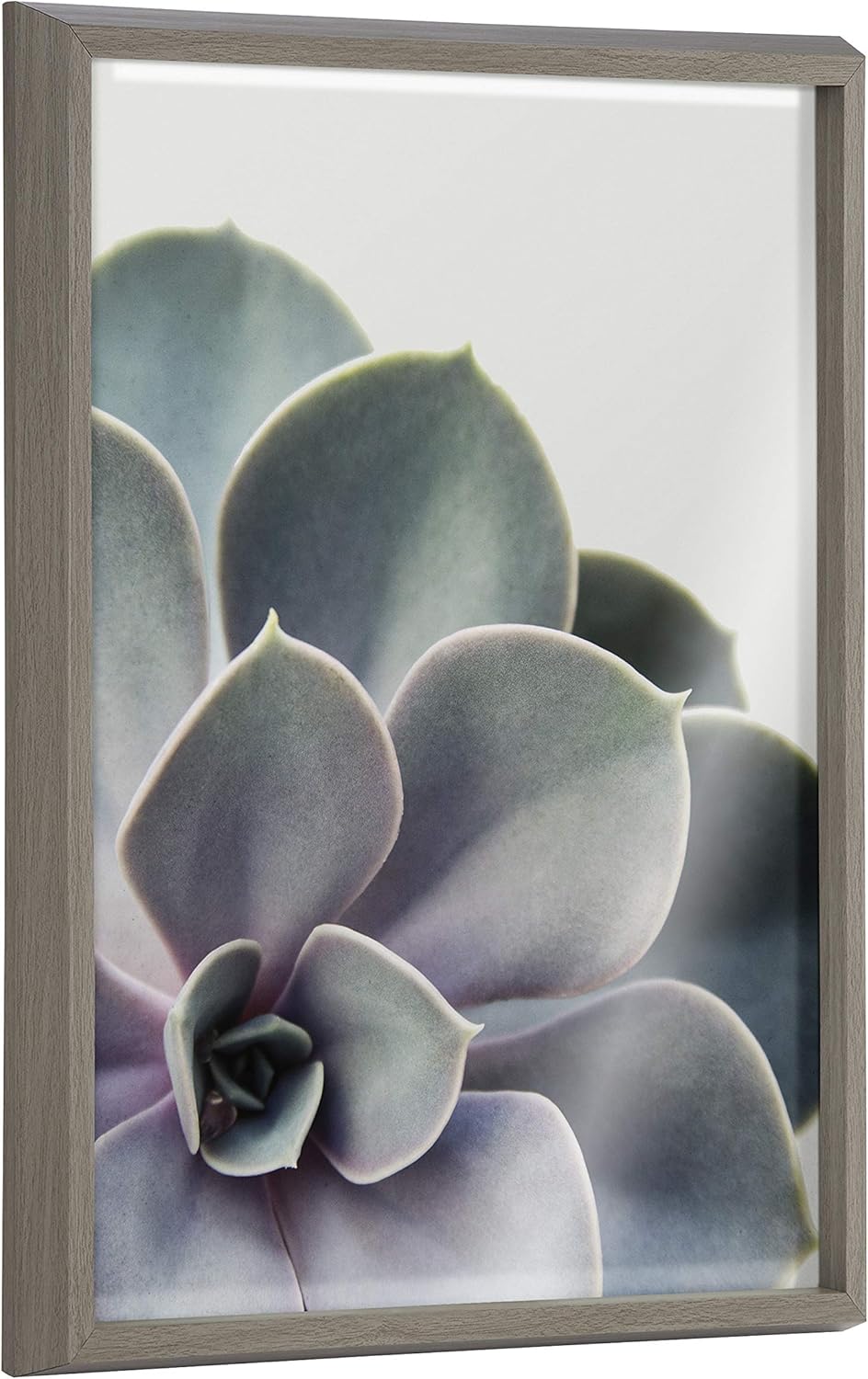 Kate and Laurel Blake Succulent 5 Framed Printed Glass Wall Art by Emiko and Mark Franzen of F2Images, 18x24 Gray, Decorative Plant Art for Wall