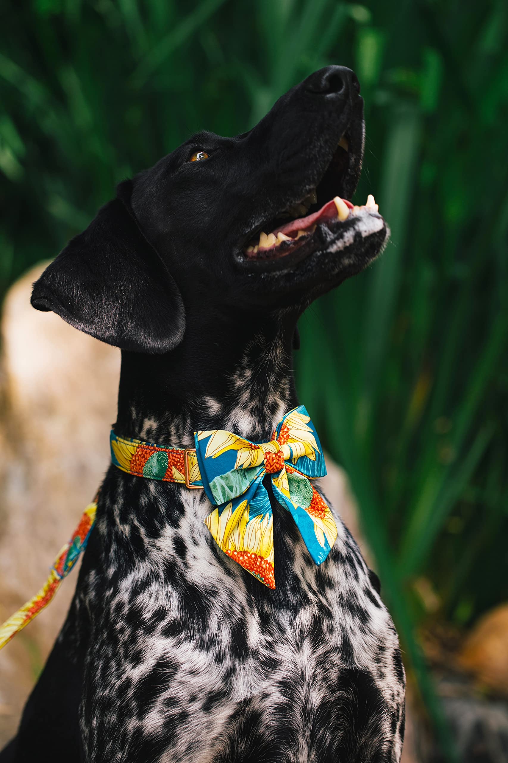 Unique Style Paws Hundehalsband Mit Fliege – Blauer Streifen & Blume, Weich, Größe XS