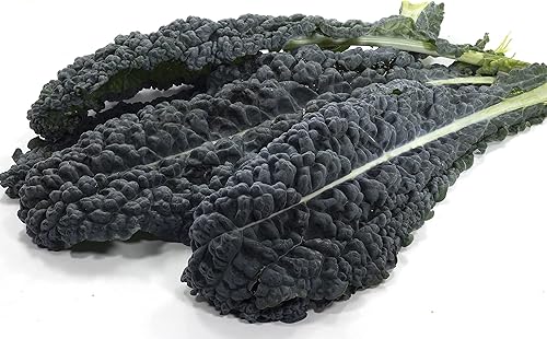 Semillas de col rizada, más de 250 Lacinato Toscano Negro, Heirloom, semillas sin OMG, Brassica oleracea VAR. Sabellica