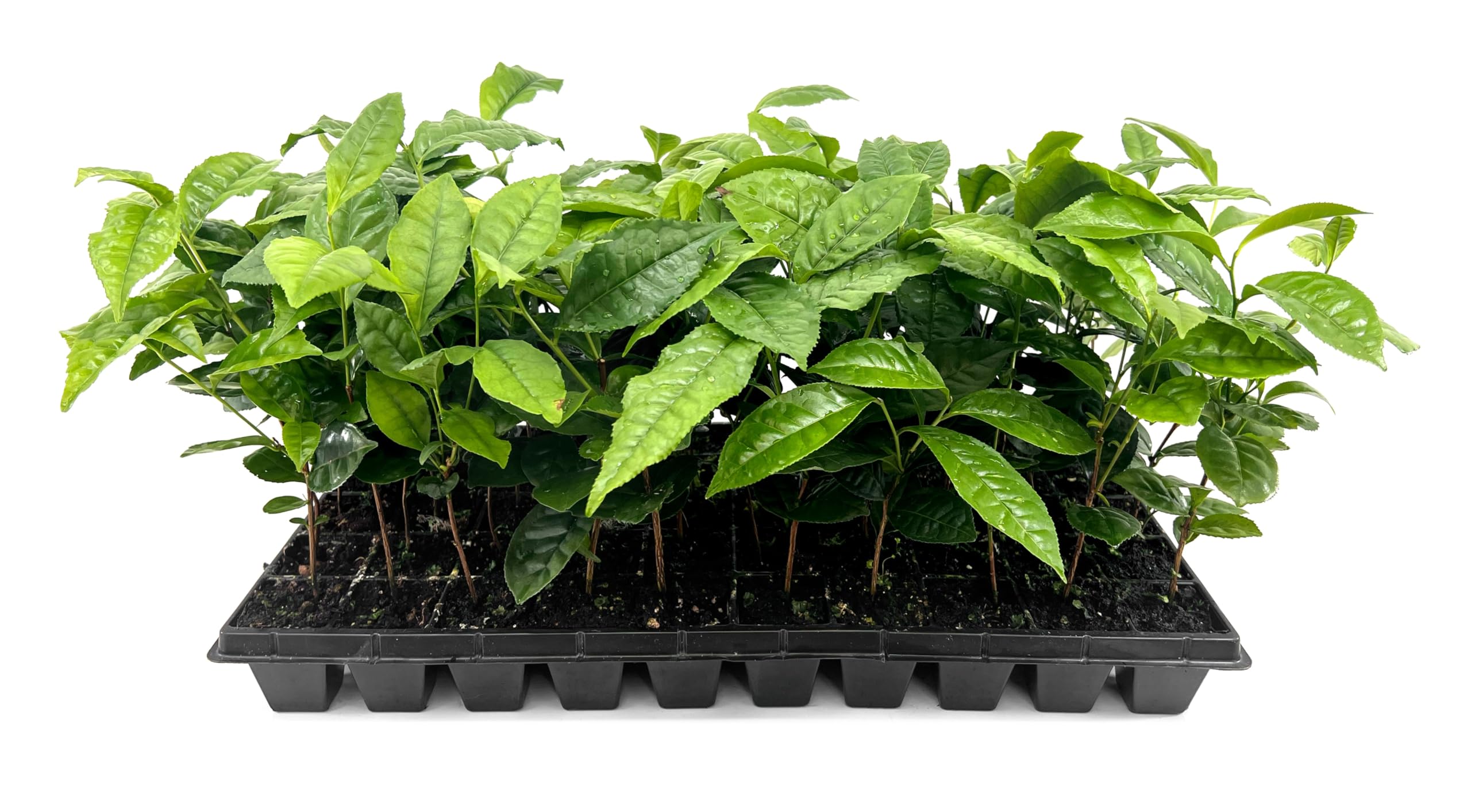 Camellia Sinensis Tea Plant 3 Pack