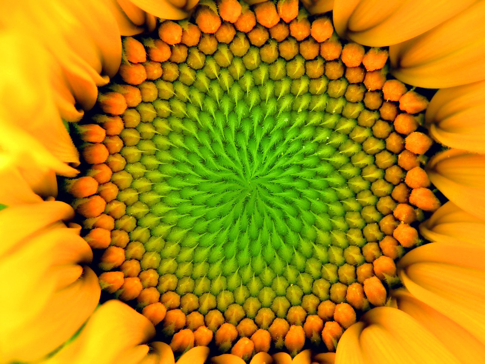 Lécithine en poudre - Lécithine pure à base de graines de tournesol, émulsifiant E322 - Sans allergène et sans gluten - Lécithine de tournesol naturelle - Seau PE-HD de 1,2 kg