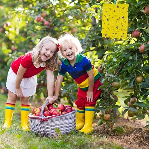 Miniatura 7 de Paquete de 24 adhesivos para moscas de la fruta, hongos y mosquitas, trampa amarilla pegajosa, insecticida para interiores y exteriores