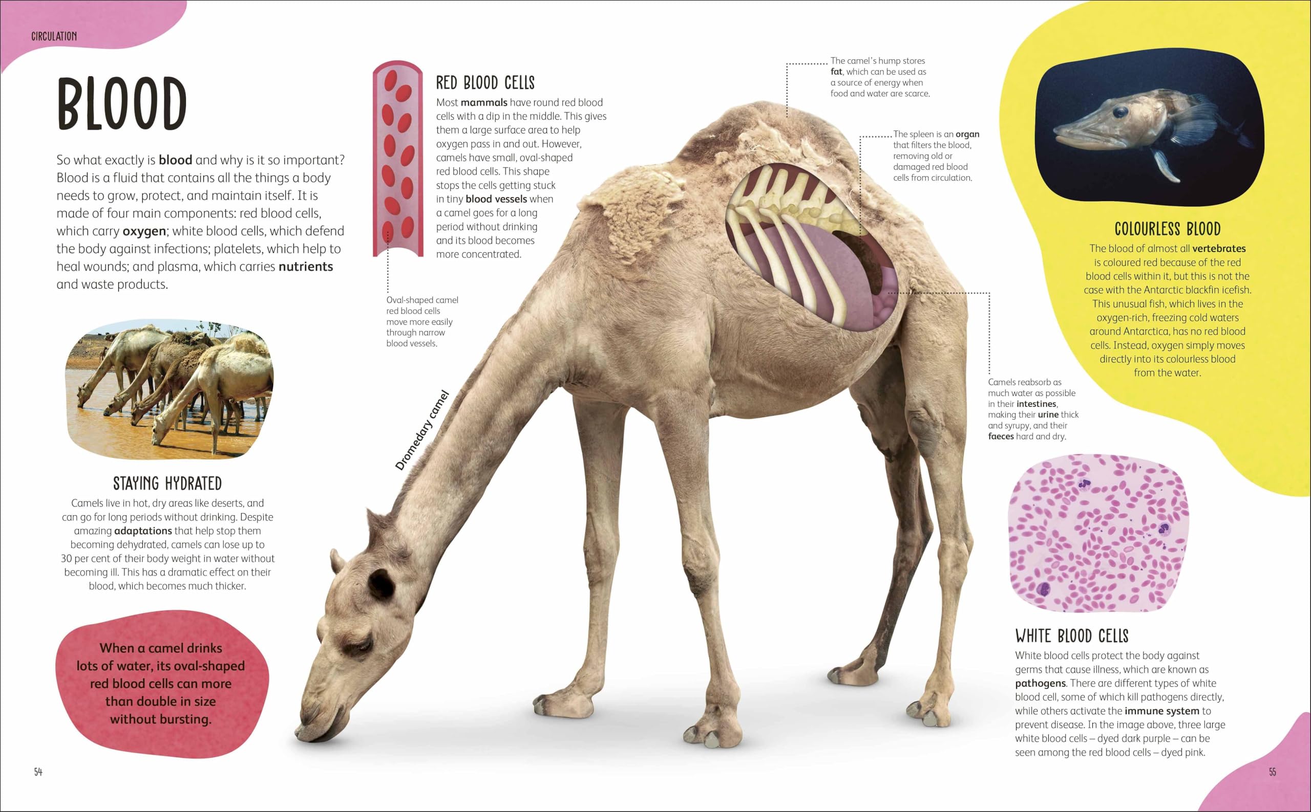 The Animal Body Book: An Insider's Guide to the World of Animal Anatomy