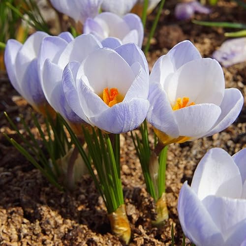 Crocus Chrysanthus 'Blue Pearl' (paquete de 20) bulbos de plantas para jardinería, flores fragantes de bígaro - de Easy to Grow