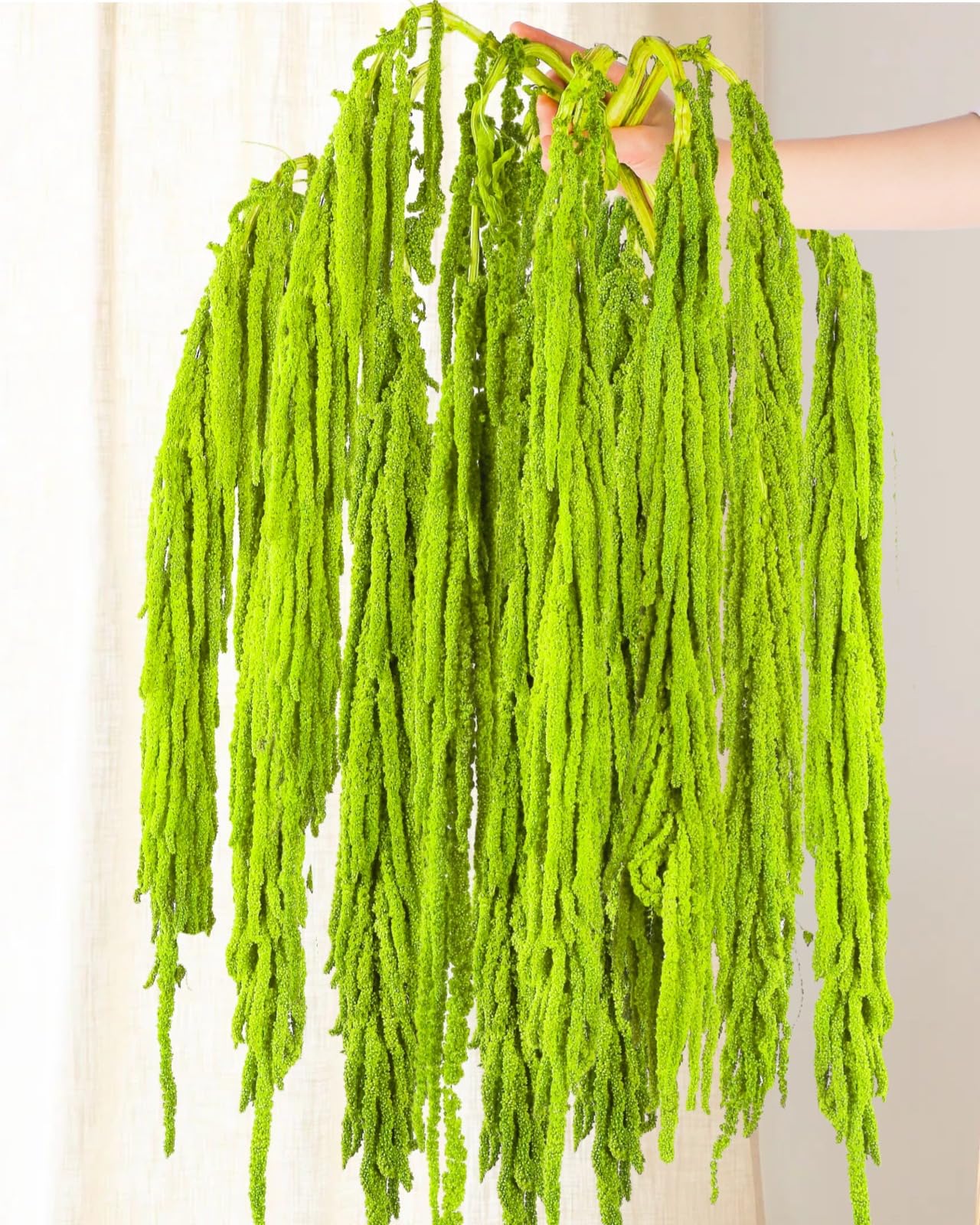 10Pcs Neon Green Dried Amaranthus Hanging Flowers – 23" Dyed Natural Preserved Flowers for Wedding Arch, Floral Garland, Rustic Vase Decor-image-29