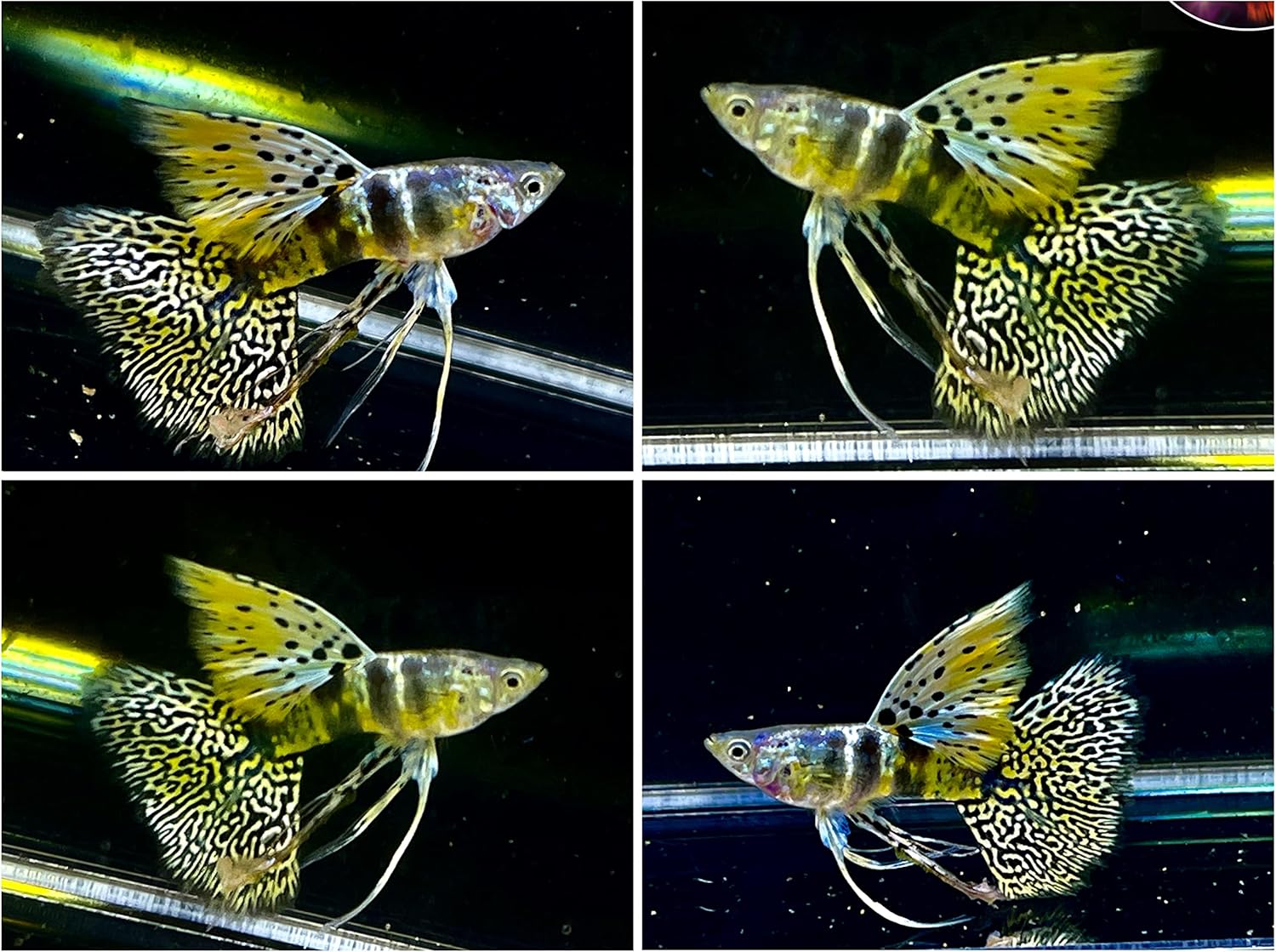 D&A Tropical Tiger King Cobra Ribbons Guppies - Male & Female Live Fish for Aquarium (1 Trio - 1 Male, 2 Female)