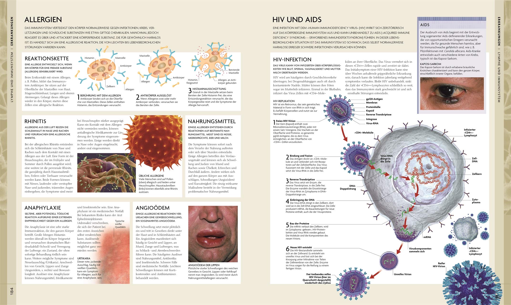 Der menschliche Körper: Bildatlas der Anatomie. Mit interaktivem Bildmaterial zum Download
