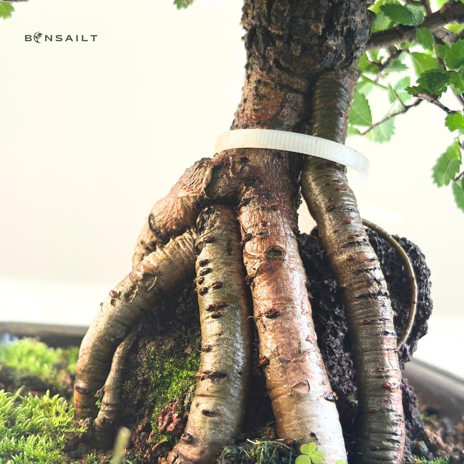 Ulmus parvifolia Bonsai auf Naturfelsen – Japanischer Import – Kunstvoll gewachsener Bonsai in Kunststoffschale – Rarität für Sammler.