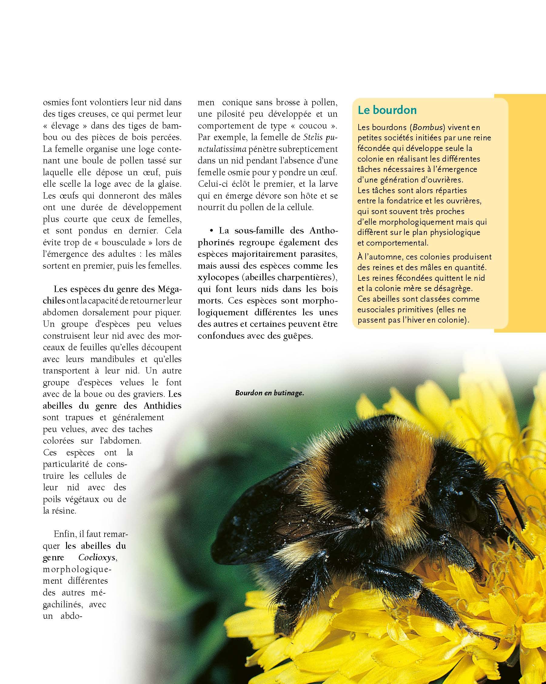 Le traité Rustica de l'apiculture version luxe
