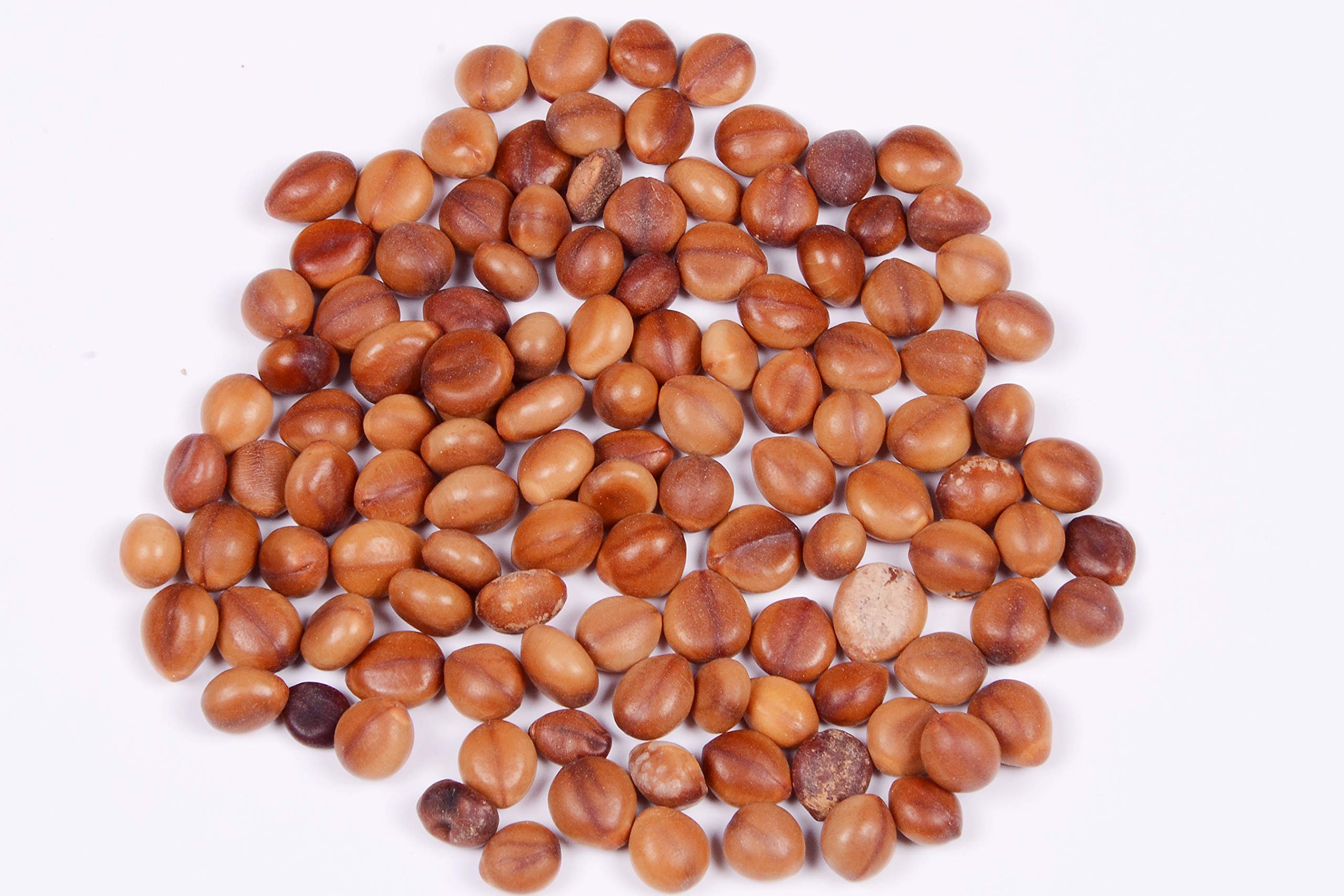 RK Seeds - Cassia nodosa tree seeds – pink cassia - pink shower – ornamental flower tree seeds – 100gm (B07NK59PBZ) Amazon Price History, Amazon Price Tracker