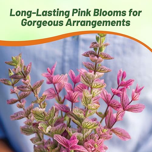 Miniatura 6 de Outsidepride Salvia Horminum Pink Sunday Clary - Flores cortadas de jardín ideales para arreglos secos jarrones ramos de flores 1000 semillas