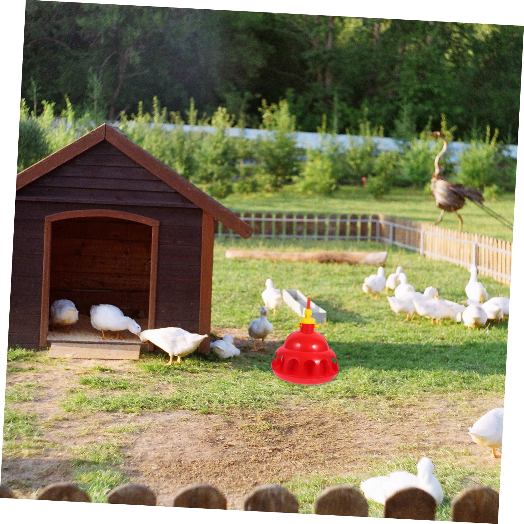ifundom Bebedero para Mascotas Automático y Espesado para Gallinas y Aves De Corral Fácil De Usar