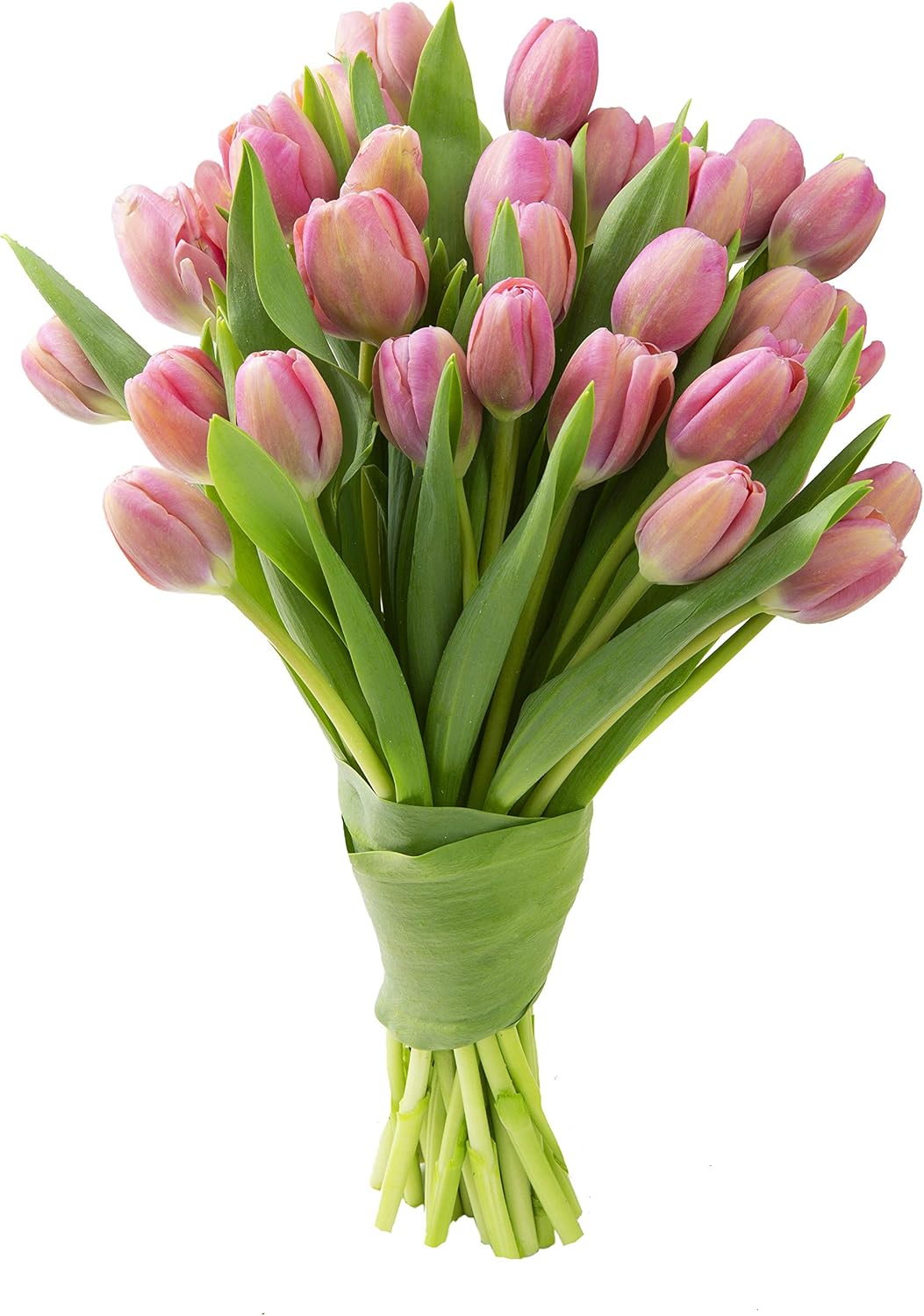 Blooms2Door - 30 Pink Tulips ( Farm-Fresh Flowers and Homegrown in the USA) - Fresh Flowers for Birthday, Valentine's & Mother's Day