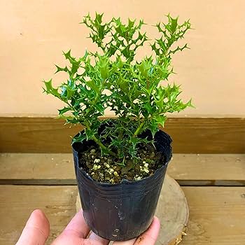 Amazon | ノーブランド品 姫ヒイラギの苗 常緑低木 | 花