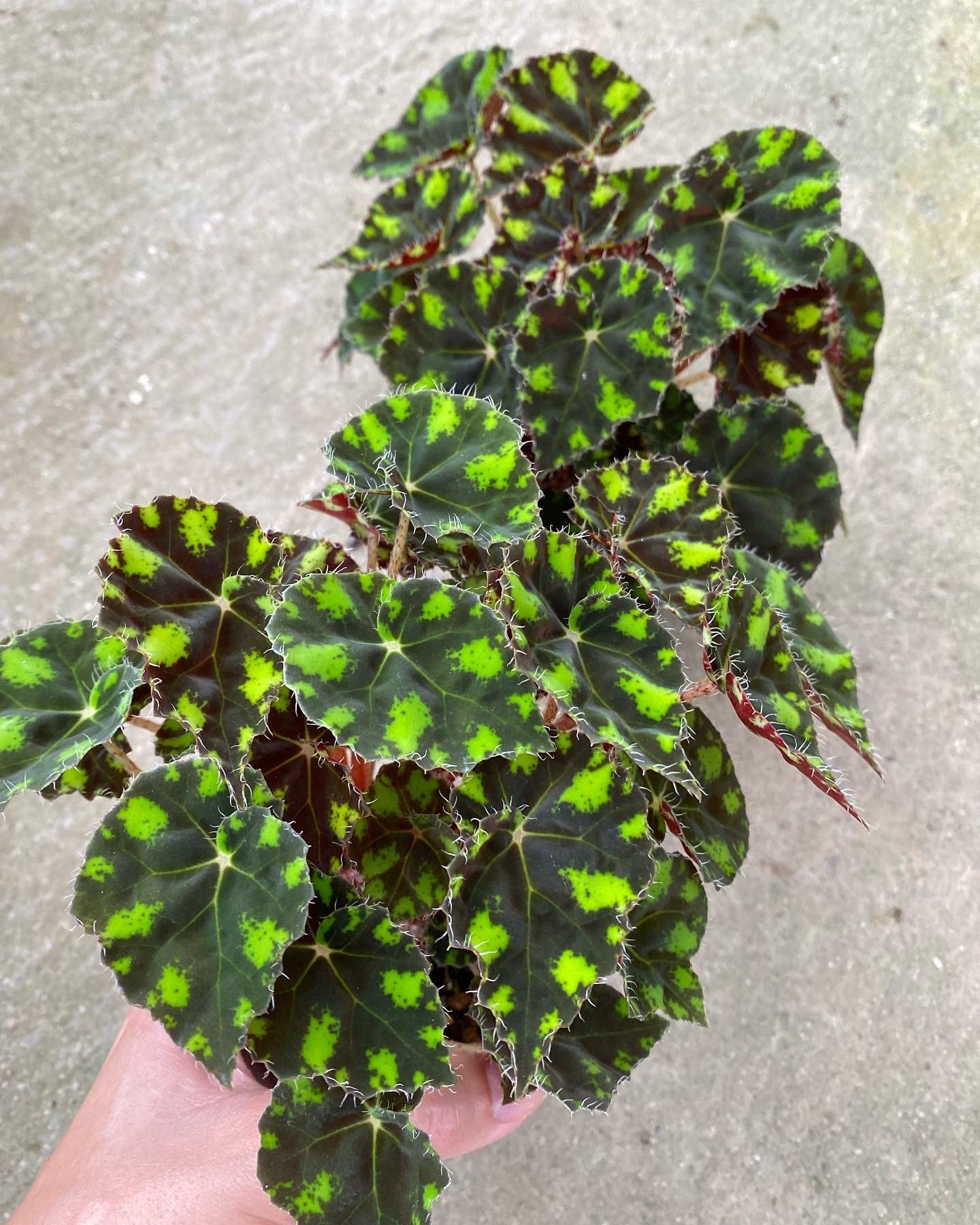 値下げ可能)ベゴニア　ルージュ　バリエガータベゴニア 観葉植物 大きな葉 値下げ可能)ベゴニア ルージュ バリエガータベゴニア 観葉植物