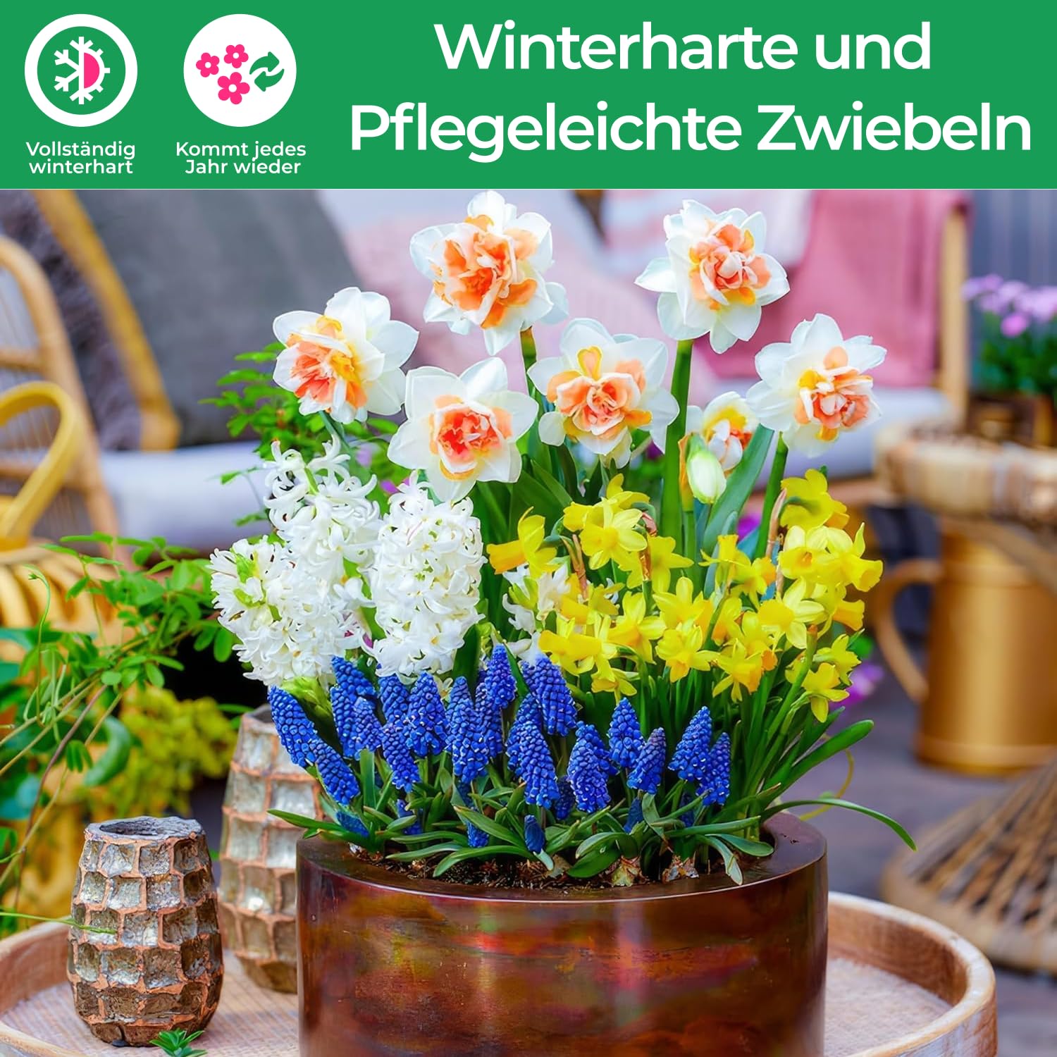 25 Bulbi Tulipani Blu E Viola - Collezione Esclusiva Dall'Olanda