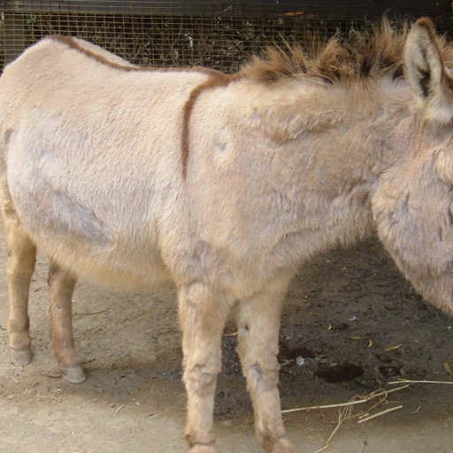 Miniature Donkey Wallpaper – HD Wallpapers of Miniature Donkeys