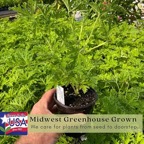 Miniatura 5 de Clovers Garden repelentes de mosquitos de citronela, tamaño grande, en macetas de 4 pulgadas, 2 unidades