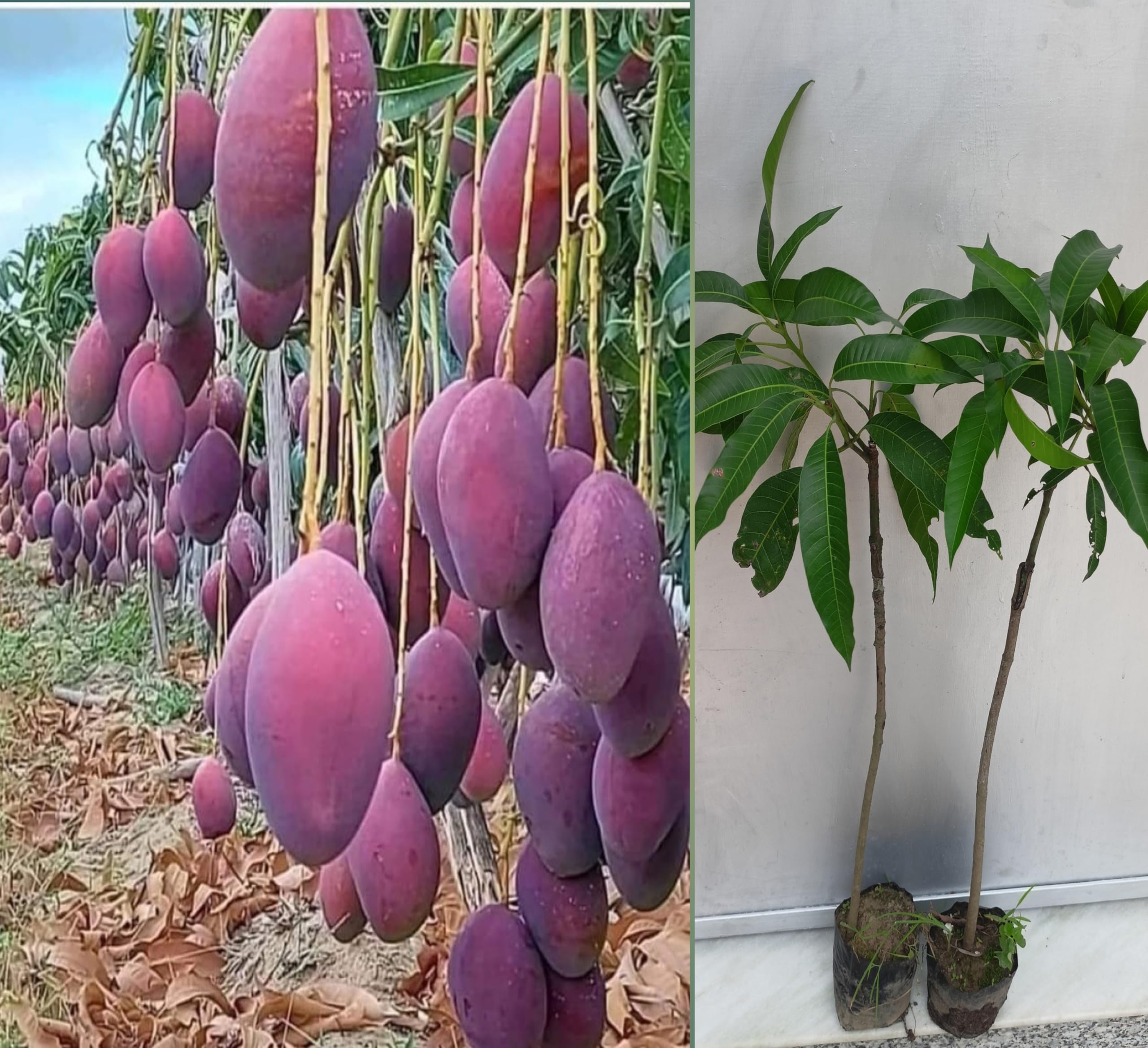 See full amazon price history chart for Pyanabi Purple Miyazaki Mango Plant Original Grafted Japanese Variety Fruit Tree Height 3 Feet, Pack Of 1 Plant PB_44 Pyanabi Purple Miyazaki Mango Plant Original Grafted Japanese Variety Fruit Tree Height 3 Feet, Pack Of 1 Plant PB_44 (B0D6RBJT8C) Amazon Price History, Amazon Price Tracker