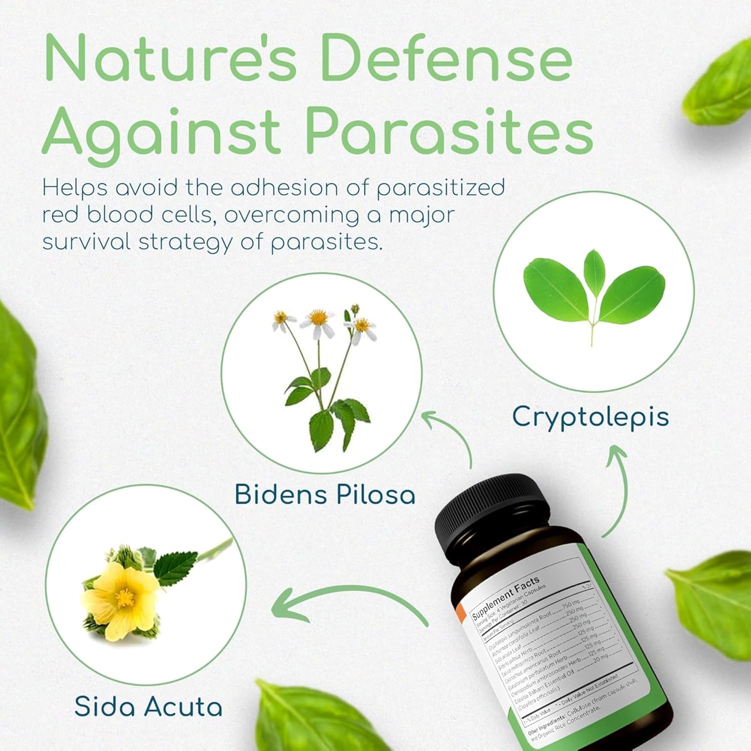 Cryptolepis Synergy, Immune Support Vitamins, Immune System Booster for Adults, Liver, Lymphatic, & Immune Support Supplement, Supports Lyme & Natural Parasite Defense, 120 Capsules, 3 Pack - Image 3