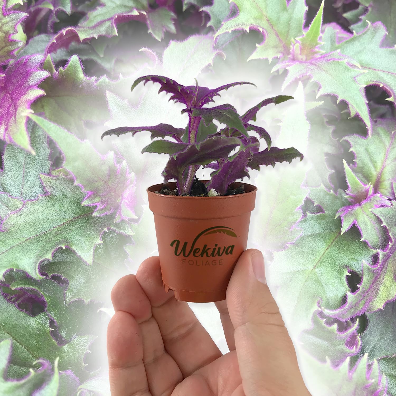 Gynura Purple Passion - Velvet-Leaf - Purple Plant - 9cm pot