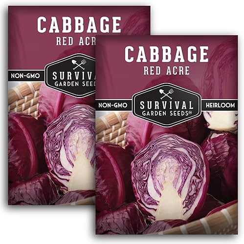 Paquete de 2 semillas de col de acre rojo para plantar, paquete con instrucciones para cultivar repollos morados en el huerto de tu hogar, variedad