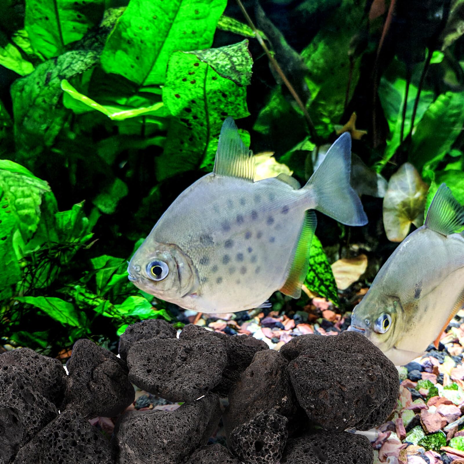 Vulkansteine Für Aquarium - Natürliche Lavasteine Dekoration