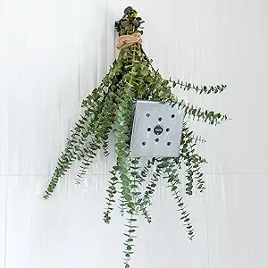 Fresh Eucalyptus Bouquet For Shower