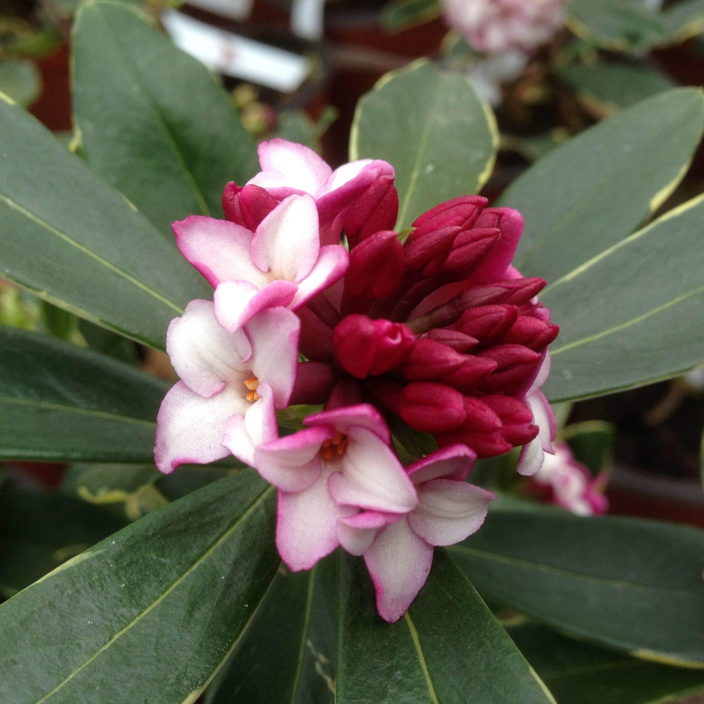 Plant theoryAureomarginata Daphne Daphne Odora Shrub Plant 1.5L Pot
