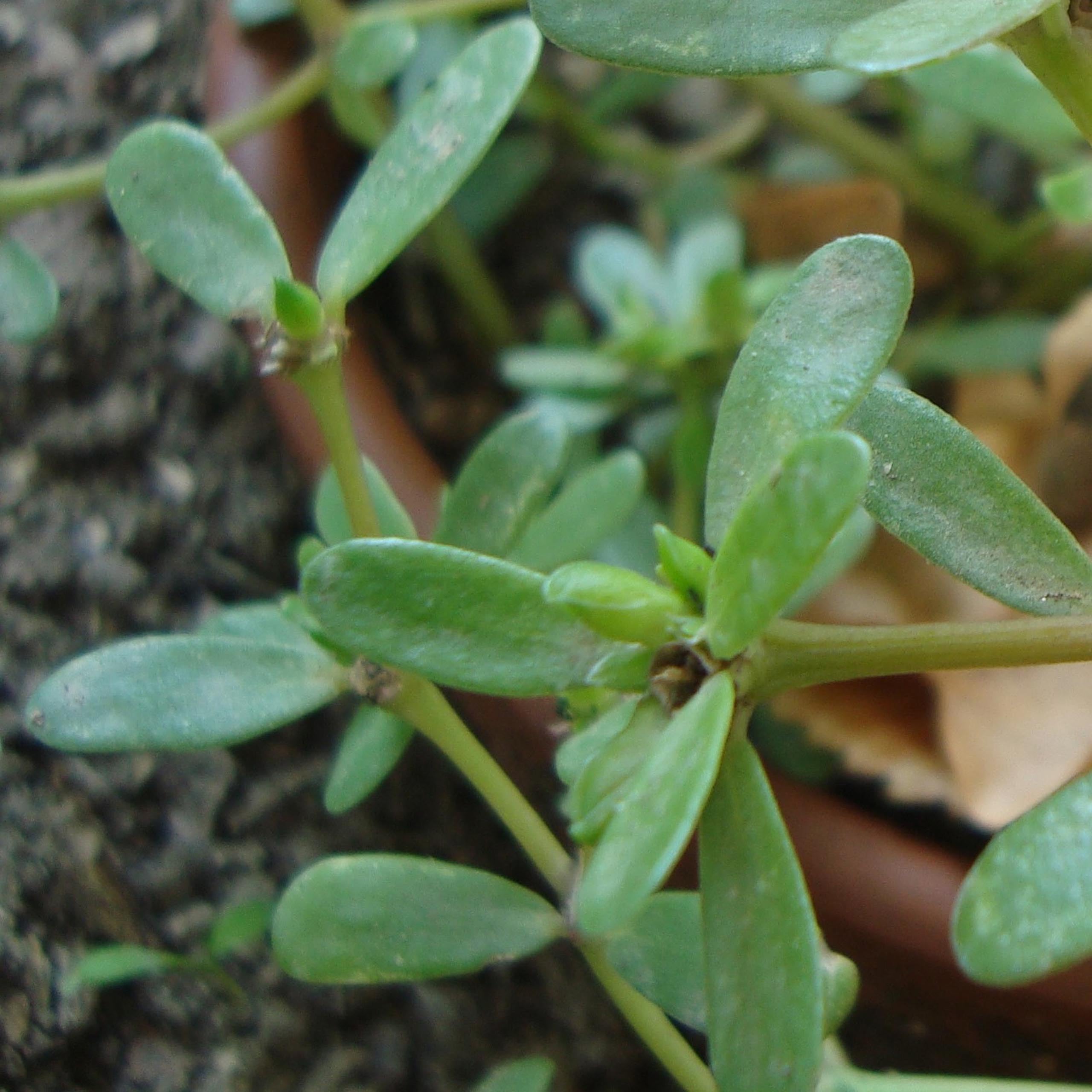 Portulaka pospolita 'Barbin' (Portulaca oleracea var. sativa) Organic - ok. 800 nasion