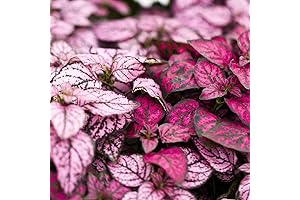 Hypoestes Polka Dot Plant Seeds - Mix & Match Your Colorful Garden Today!